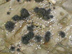 Image of Common limpet