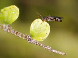 Image of Nomada australensis Perkins 1912