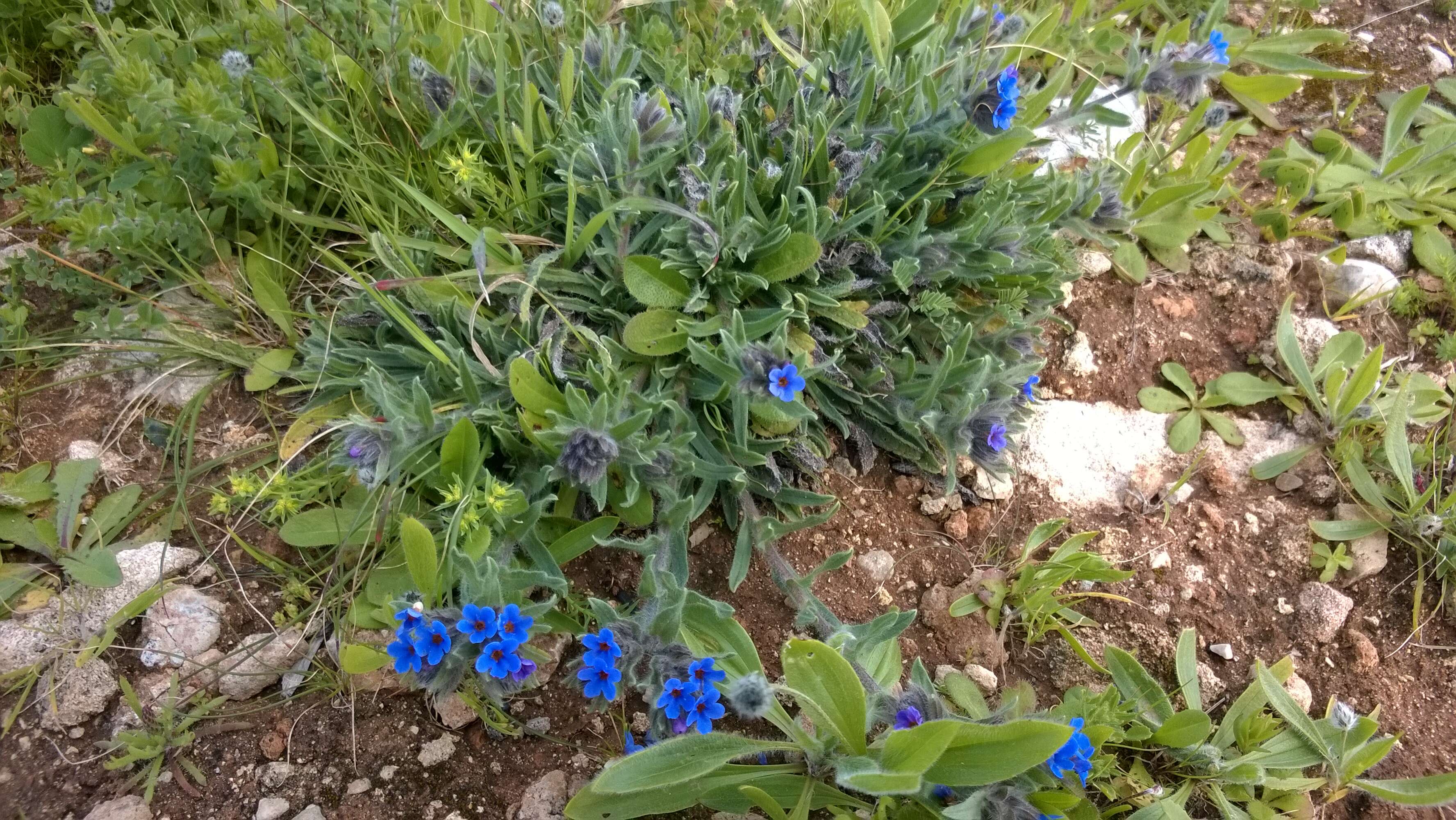 Image of alkanet