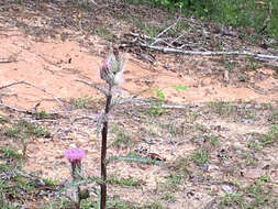 Imagem de Cirsium horridulum Michx.