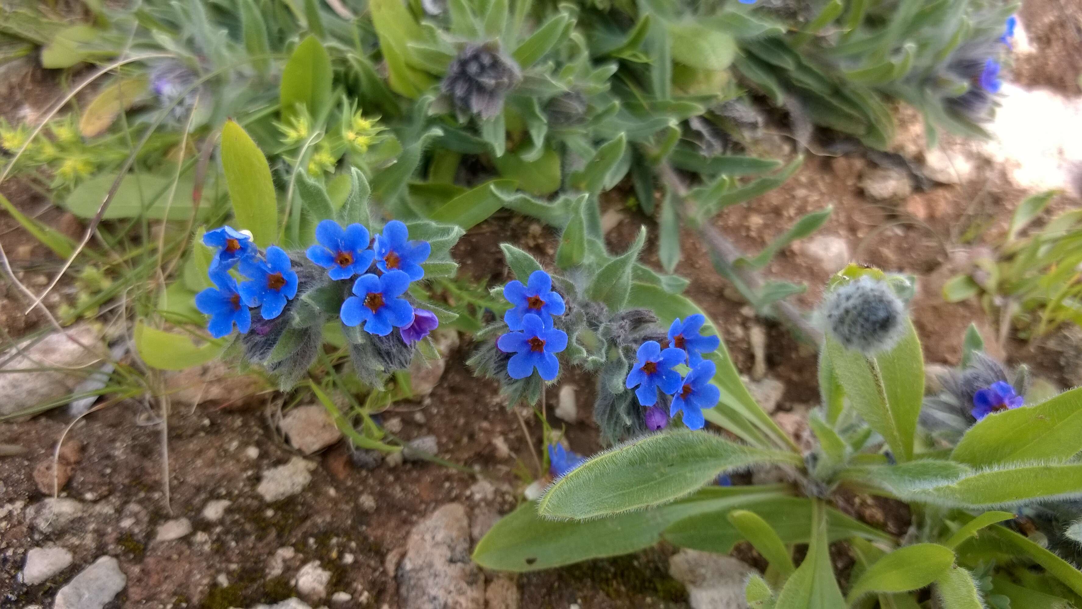 Image of alkanet