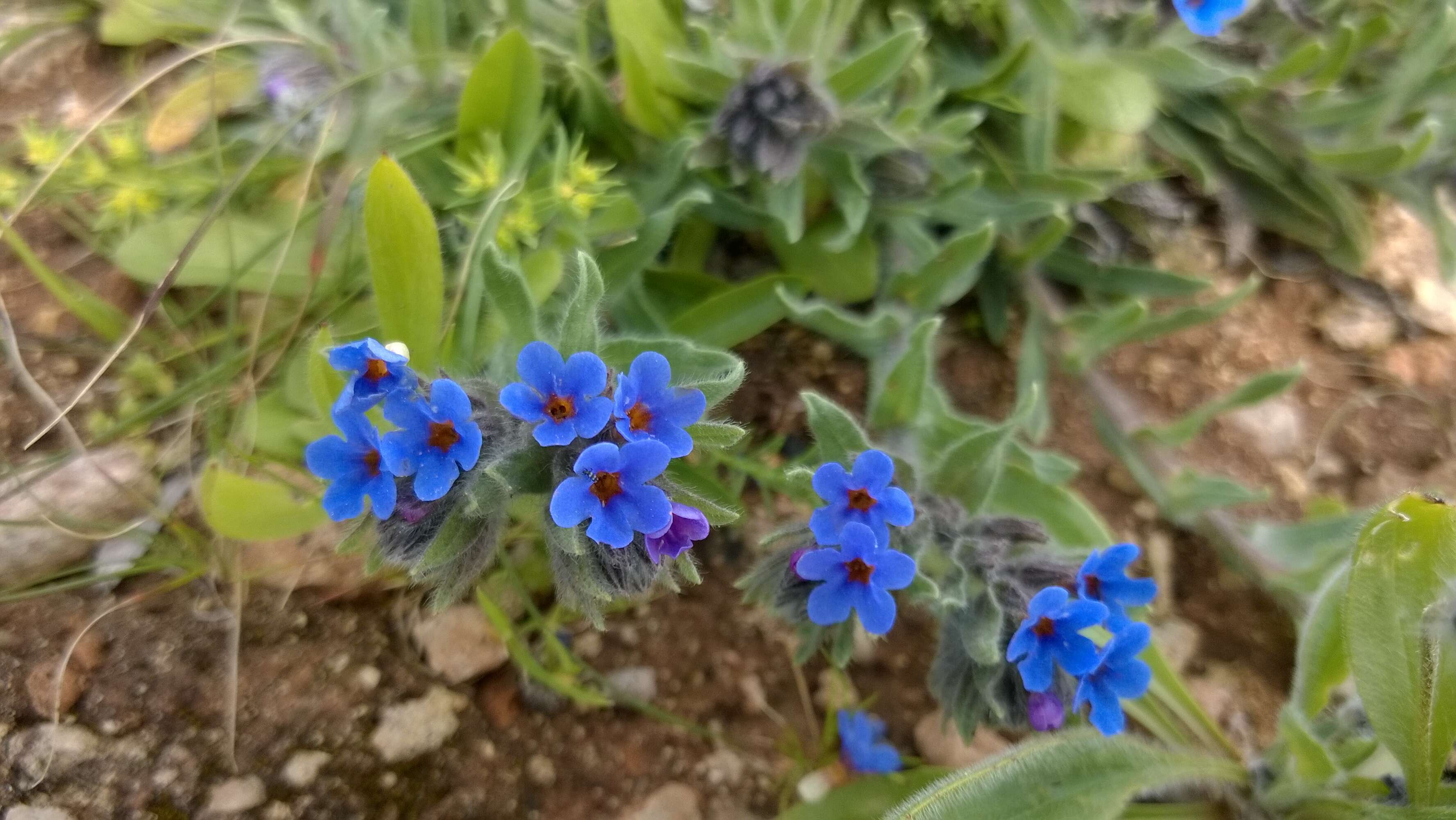 Image of alkanet