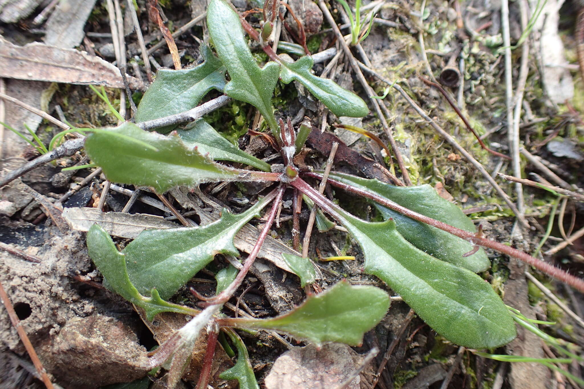 Sivun Goodenia lanata R. Br. kuva