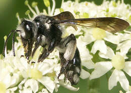 Image of Andrena agilissima (Scopoli 1770)