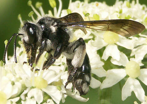 Image of Andrena agilissima (Scopoli 1770)