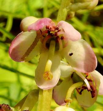 Image de Pyrola asarifolia subsp. asarifolia