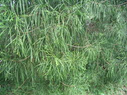 صورة Dacrydium beccarii Parl.