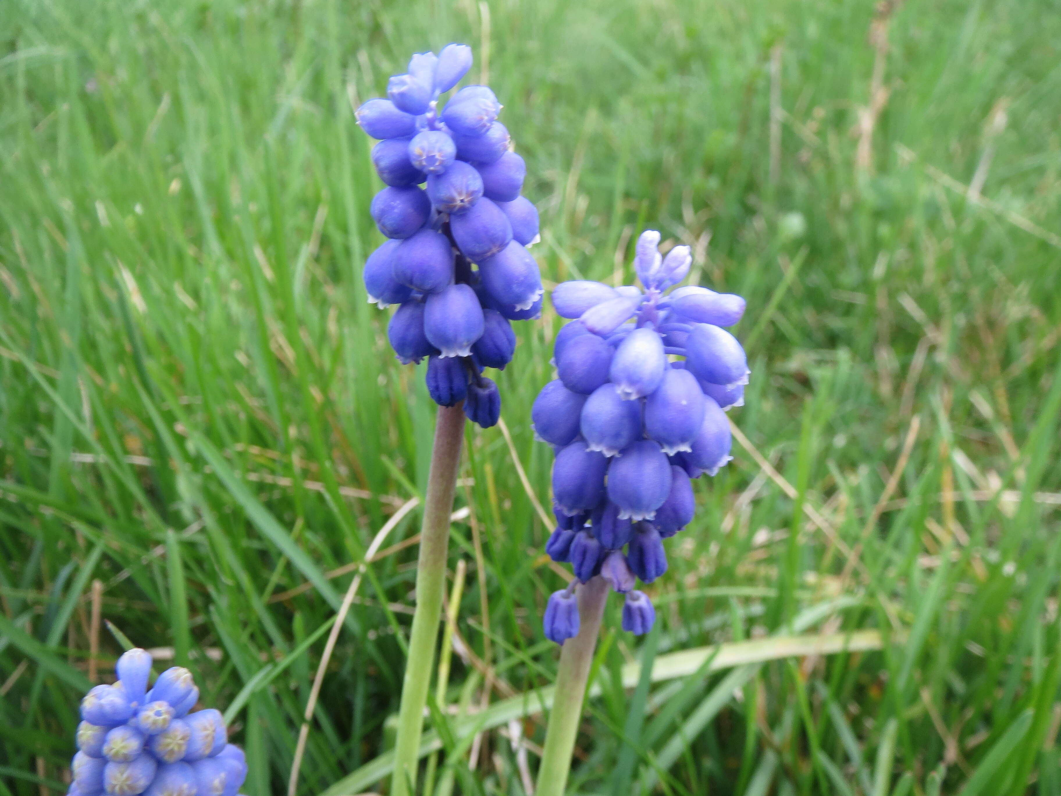 Imagem de Muscari armeniacum H. J. Veitch