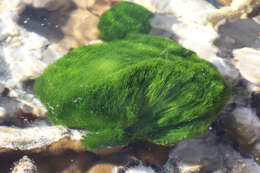 Image of Green Hair Algae