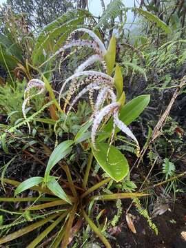 Image of Maxillaria speciosa Rchb. fil.