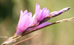 Imagem de Dierama igneum Klatt