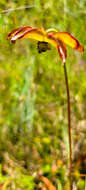 Image of sweet pitcherplant