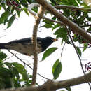 Image of Janpanese Thrush