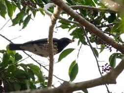 Image of Janpanese Thrush