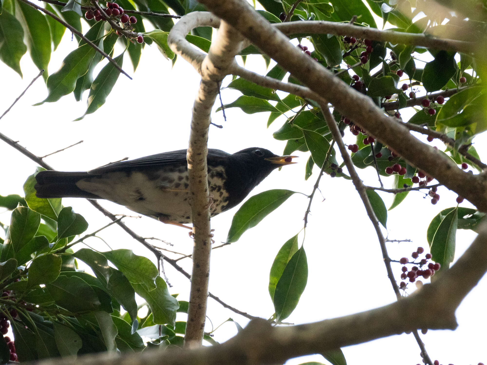 Image of Janpanese Thrush