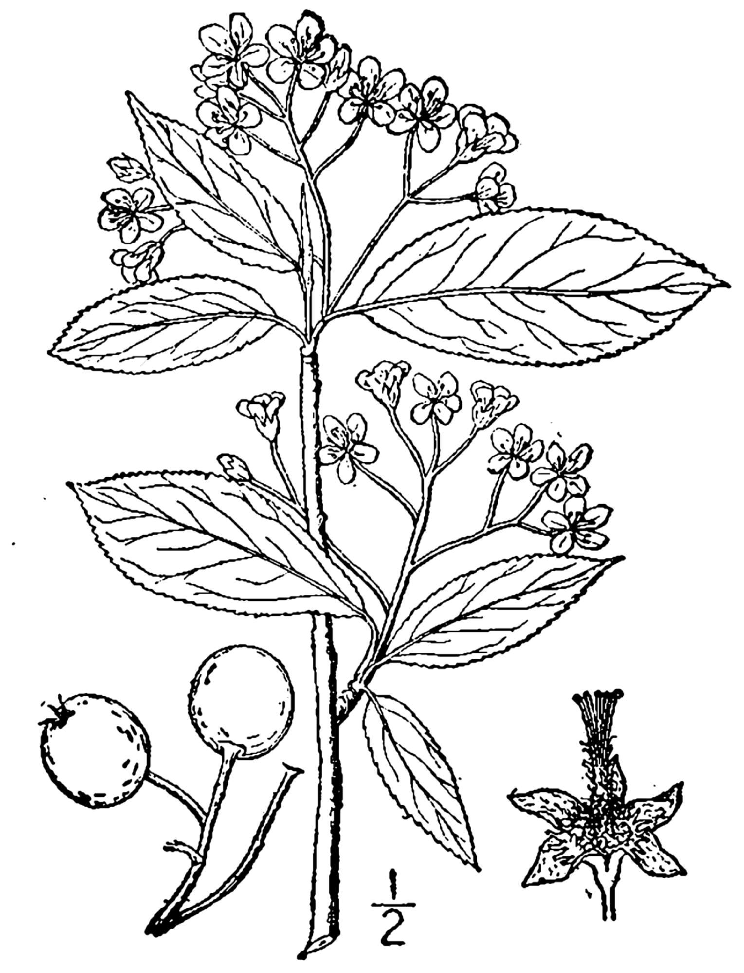 Plancia ëd Aronia melanocarpa (Michx.) Elliott