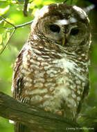 Image of Mexican Spotted Owl