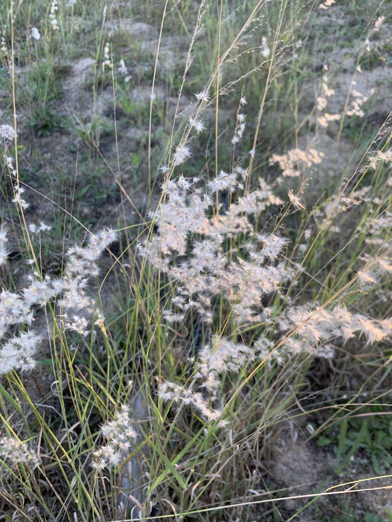 Image of Melinis repens subsp. repens