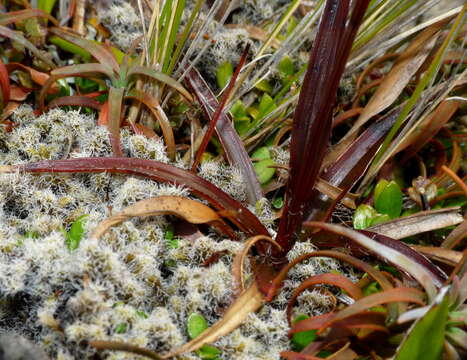 Image of Luzula crinita var. petrieana