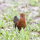 Image of Red-chested Flufftail