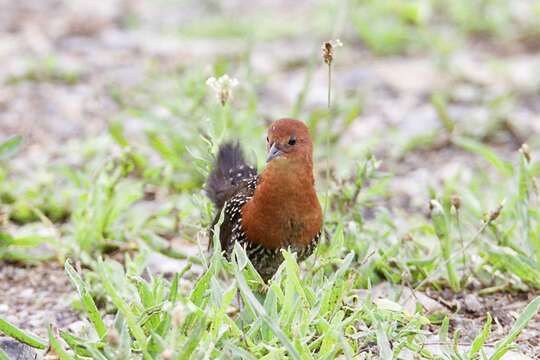 صورة Sarothrura rufa (Vieillot 1819)