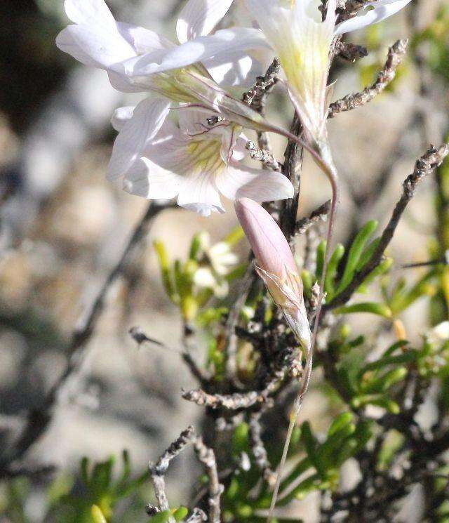 Image of Ixia sobolifera subsp. sobolifera