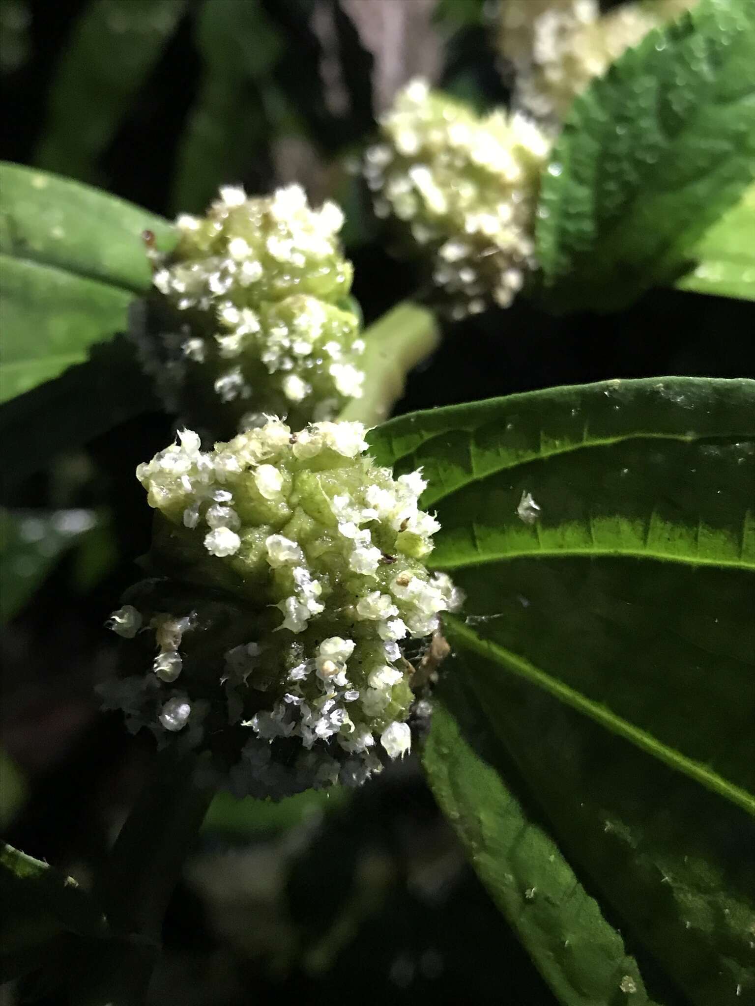 Слика од Elatostema platyphyllum Wedd.