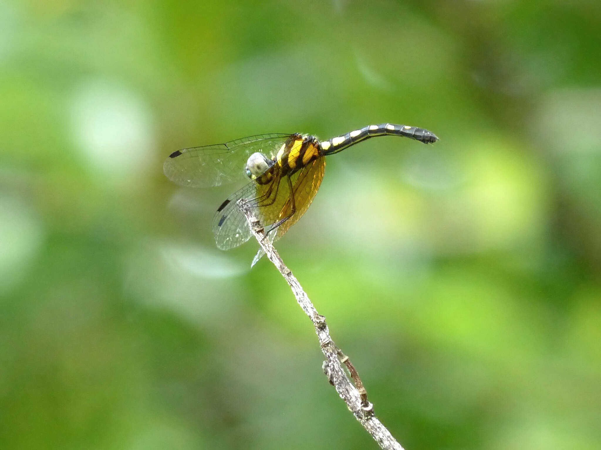 Image of Tetrathemis platyptera Selys 1878