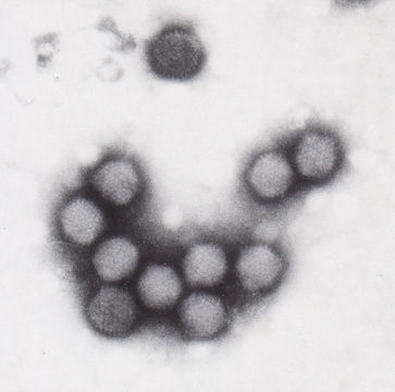 Image of Adenoviridae