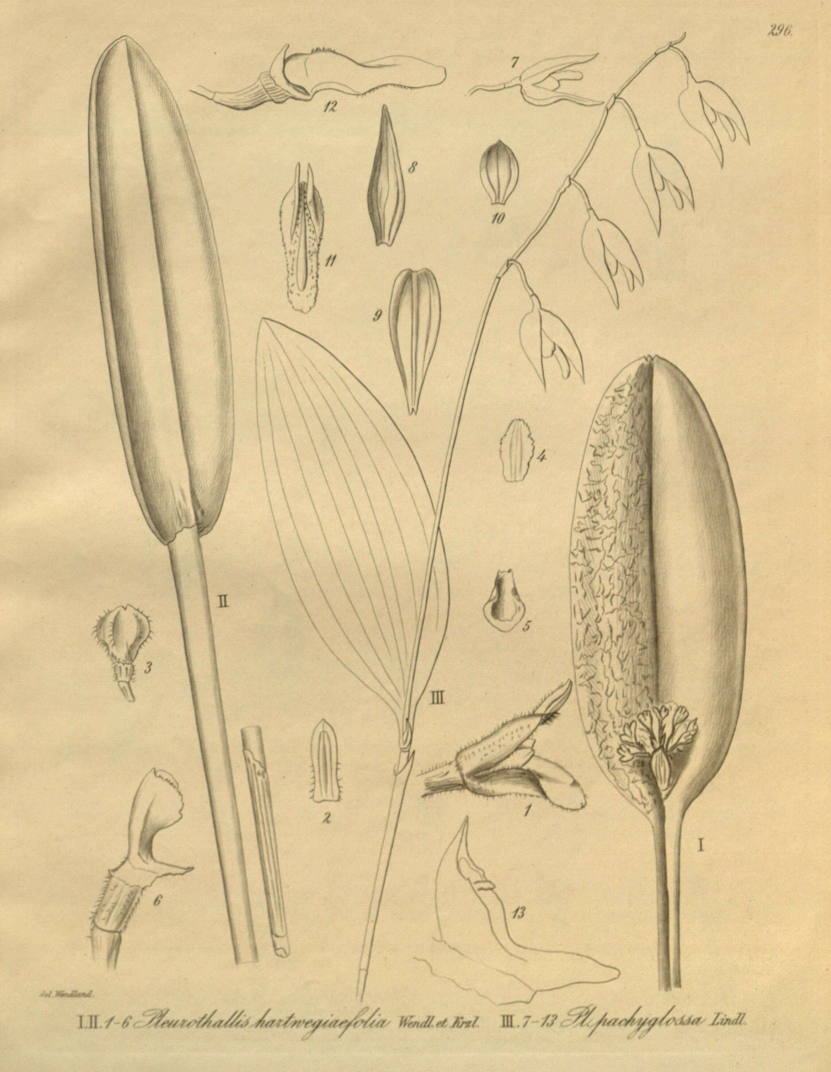 Image of Acianthera