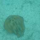 Image of Brazilian large-eyed stingray