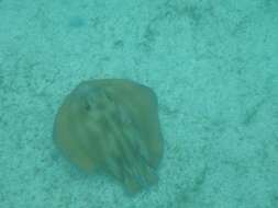 Image of Brazilian large-eyed stingray