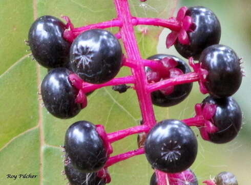 Image of American Nightshade