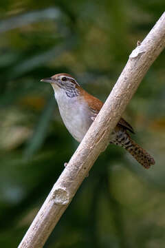 Image of Rufous-and-white Wren