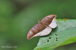 Image of Tanaecia cocytus Fabricius 1787