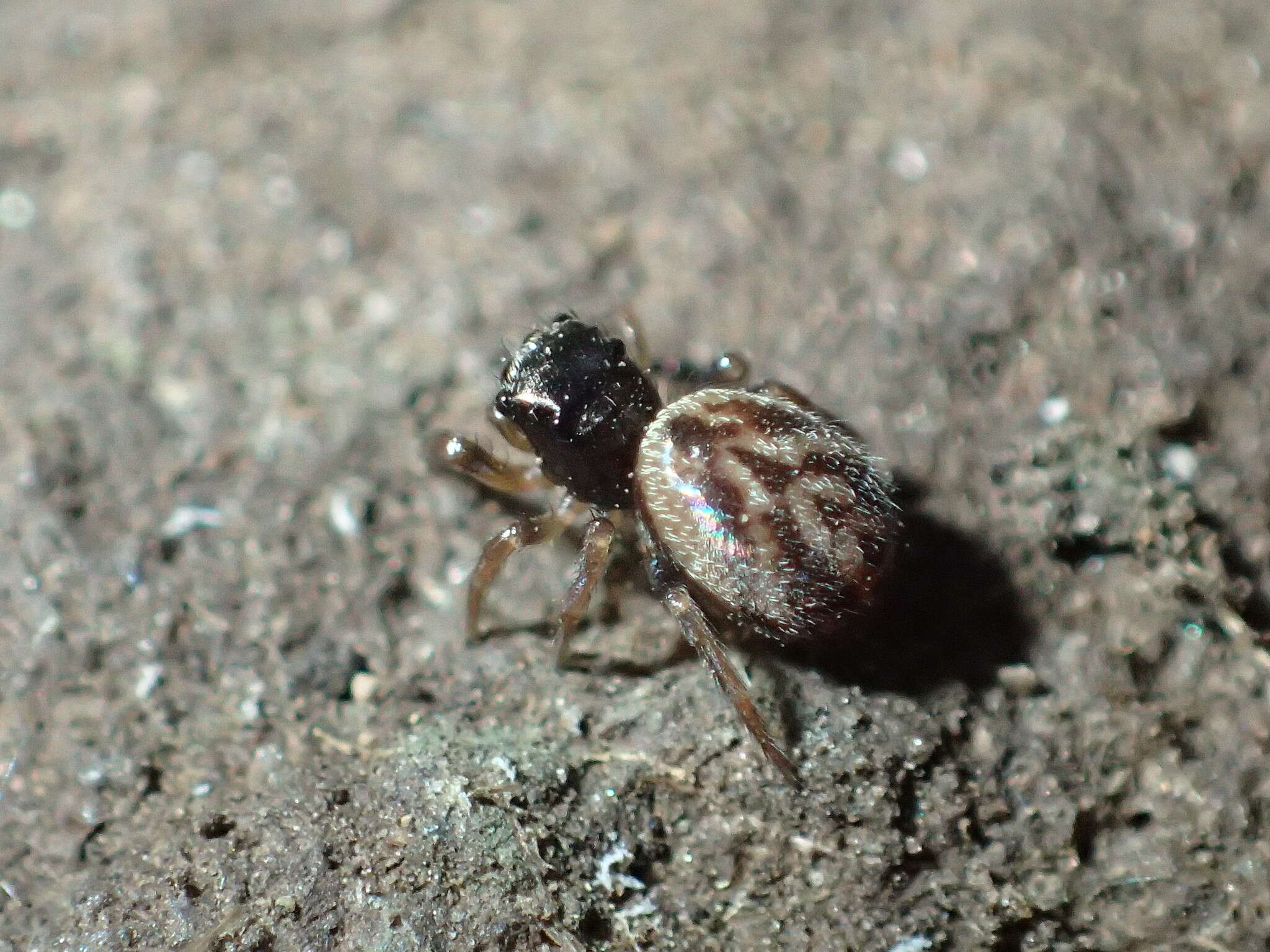 Слика од Chalcoscirtus diminutus (Banks 1896)