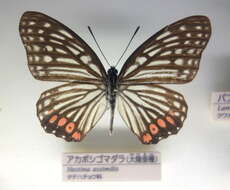 Image of Hestina assimilis Linnaeus 1758