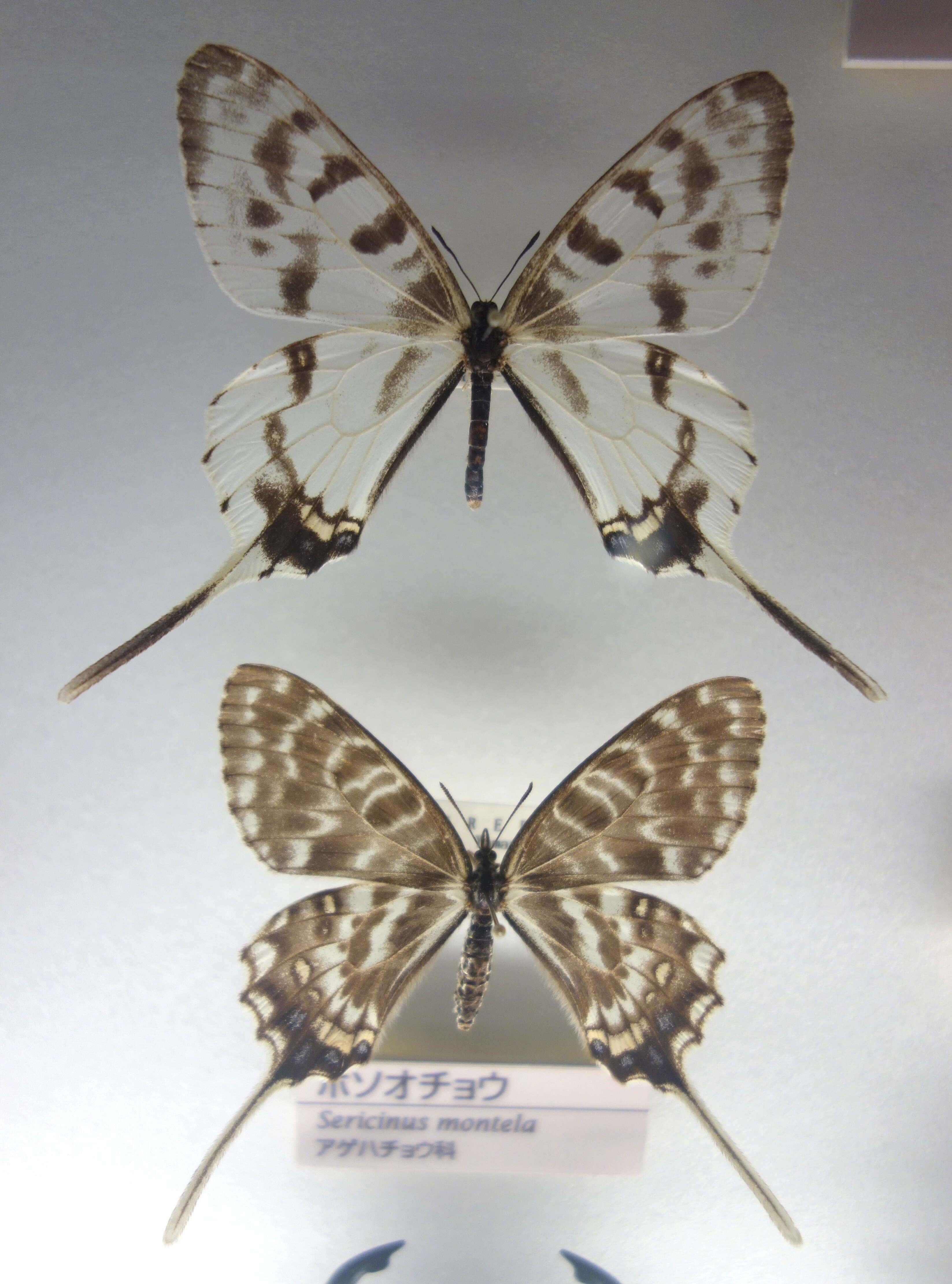 Image of Sericinus montela Gray 1852