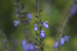 Image of Salvia longispicata M. Martens & Galeotti