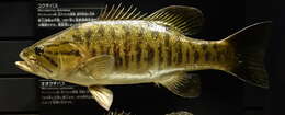 صورة Micropterus dolomieu Lacepède 1802