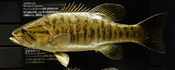 Image of Smallmouth Bass