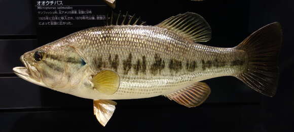 Image of black bass