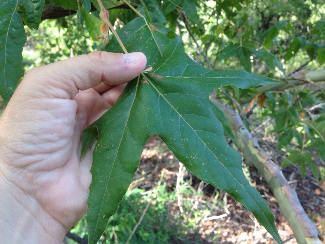 Image of Arizona sycamore