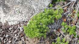 Image of Andrews' bedstraw