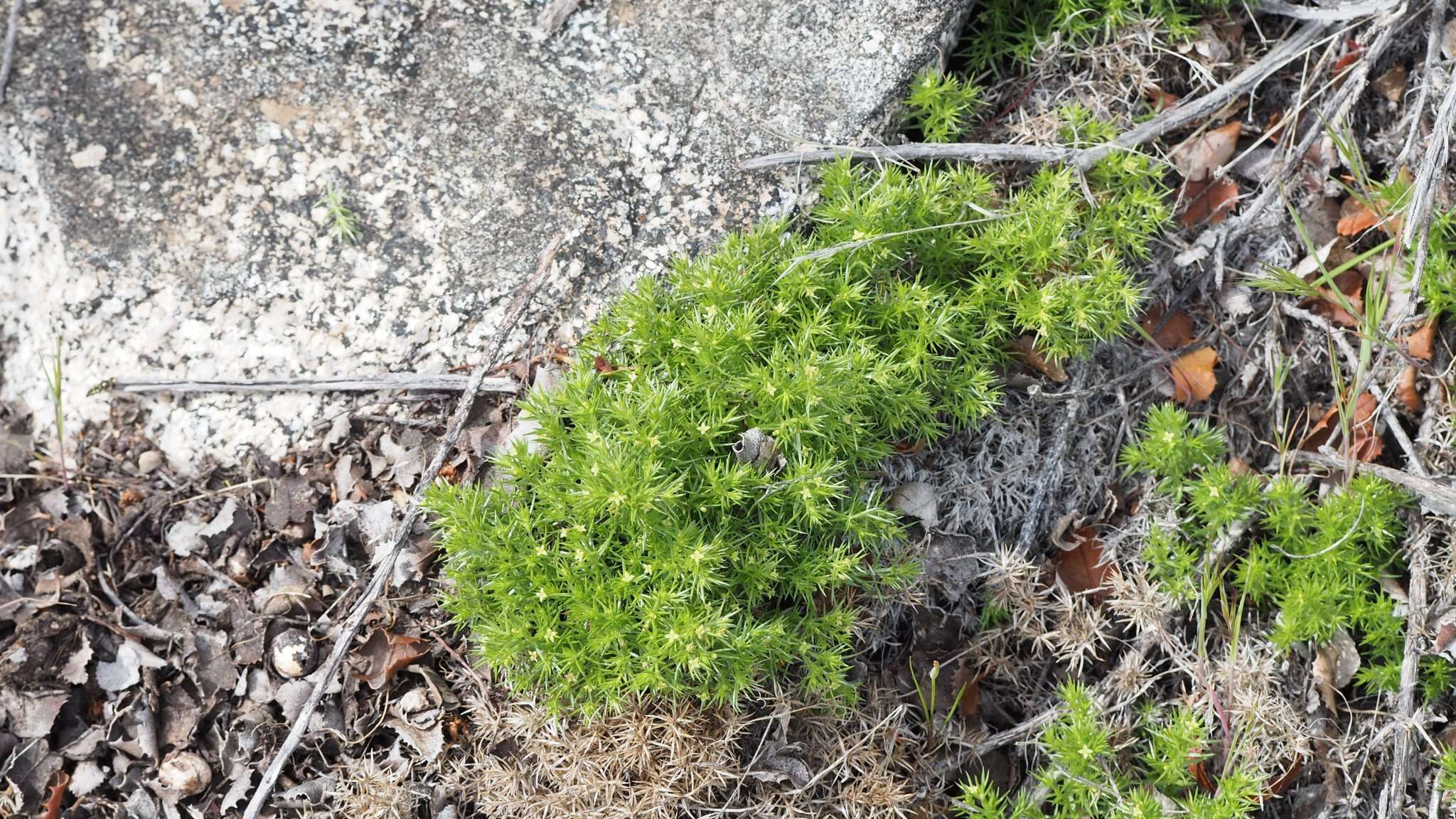 Image of Andrews' bedstraw