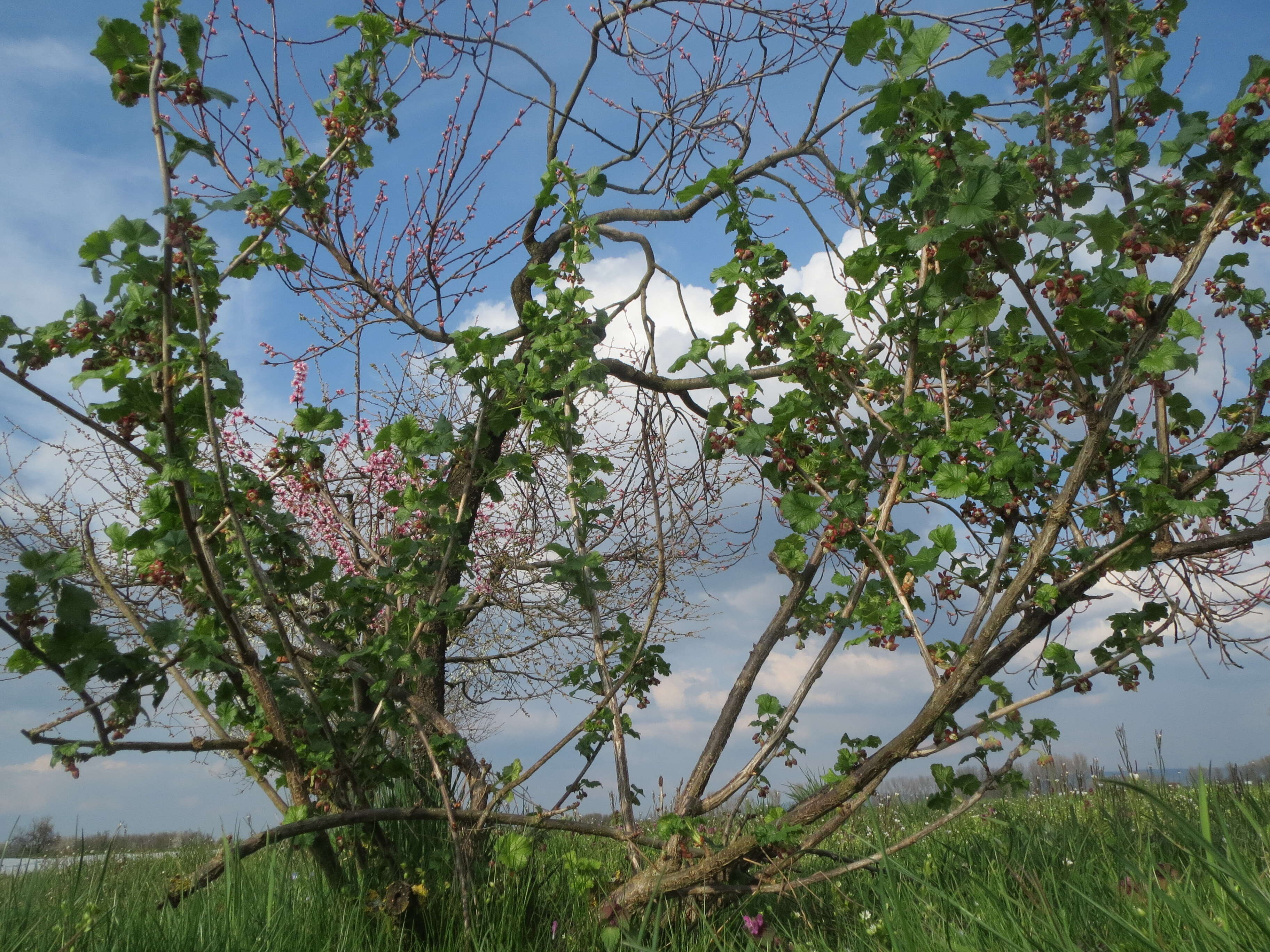 Image of European gooseberry