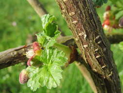 Image of European gooseberry