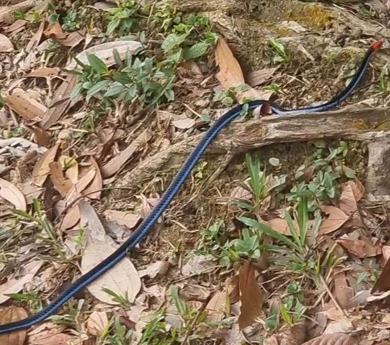 Image of Blue Coral Snake