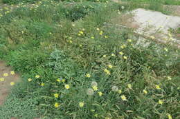 Image of Tragopogon soltisiorum Mavrodiev