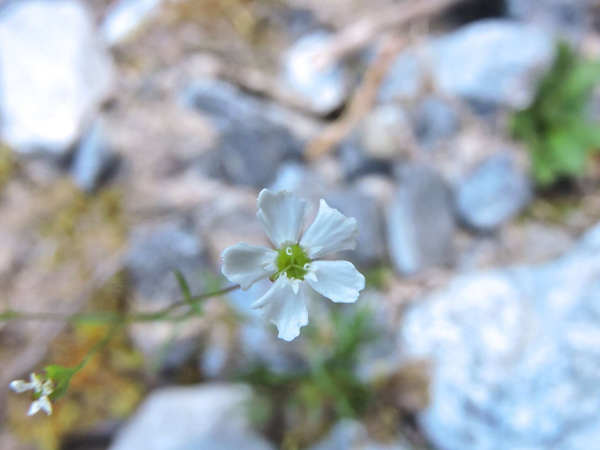 Image de Heliosperma pusillum (Waldst. & Kit.) Rchb.